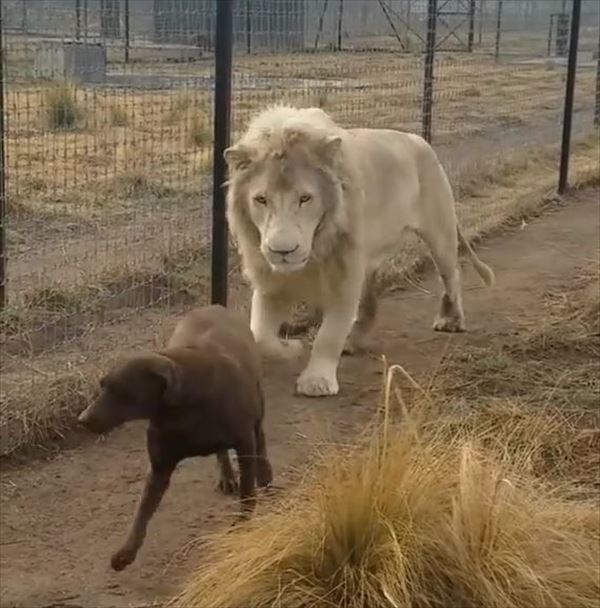 危ない！！ホワイトライオンに睨まれた犬！しかしこの後、ライオンの紳士的な振舞いに驚愕！【海外】