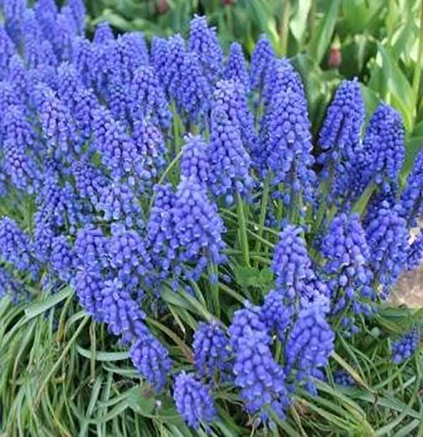 ガーデニング初心者におすすめな植えっぱなしOKな育てやすい花13選!