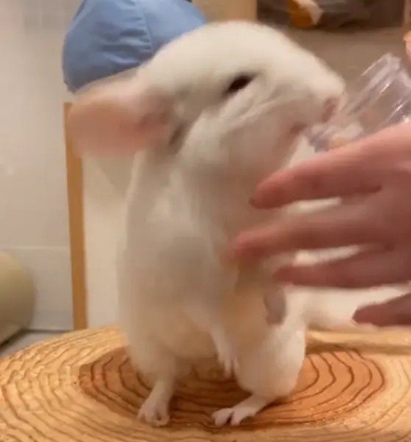 「秘技！高速キャップ開け！！」を繰り出してオヤツを食べるチンチラ