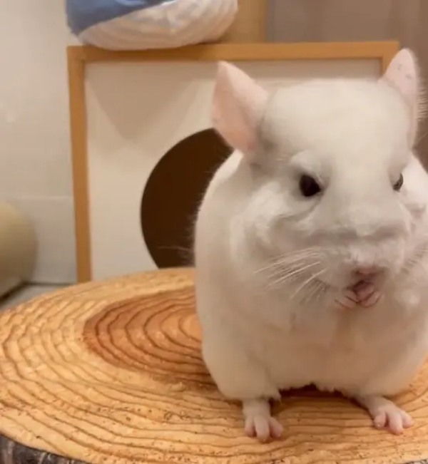 「秘技！高速キャップ開け！！」を繰り出してオヤツを食べるチンチラ