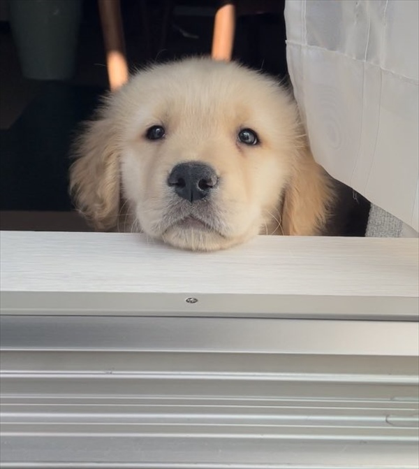 ベランダに出ると見にくる。ゴールデンレトリバーの子犬時代から変わらないルーティンがかわいすぎる！