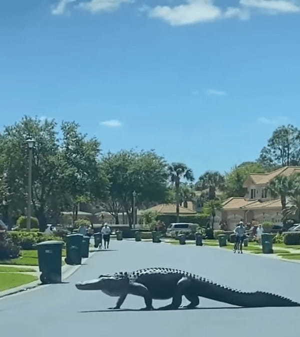 道路を横断するように歩いているのはあの『獰猛な野生生物』！？のっしのっしと歩く姿は恐竜や怪獣のようです