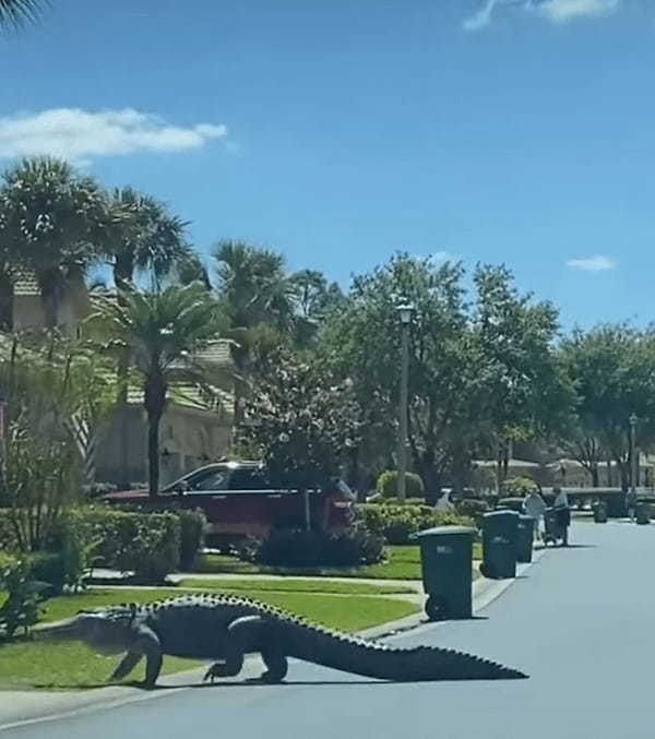 道路を横断するように歩いているのはあの『獰猛な野生生物』！？のっしのっしと歩く姿は恐竜や怪獣のようです