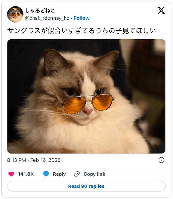 サングラスが似合いすぎる猫　惚れてまうやろ～！