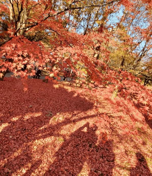 秋はやっぱり紅葉の綺麗な京都へ♪