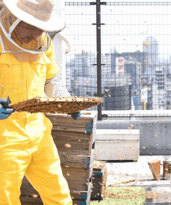 【ラベイユ】シチリア島から届いたさわやかなレモンのはちみつやはちみつを贅沢に使ったソルベ3種「夏のギフト」