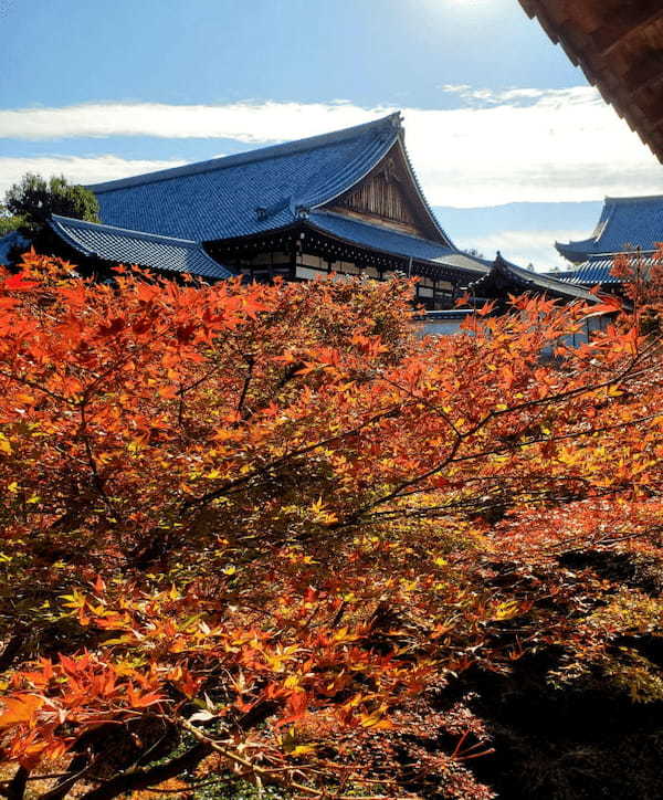 秋はやっぱり紅葉の綺麗な京都へ♪