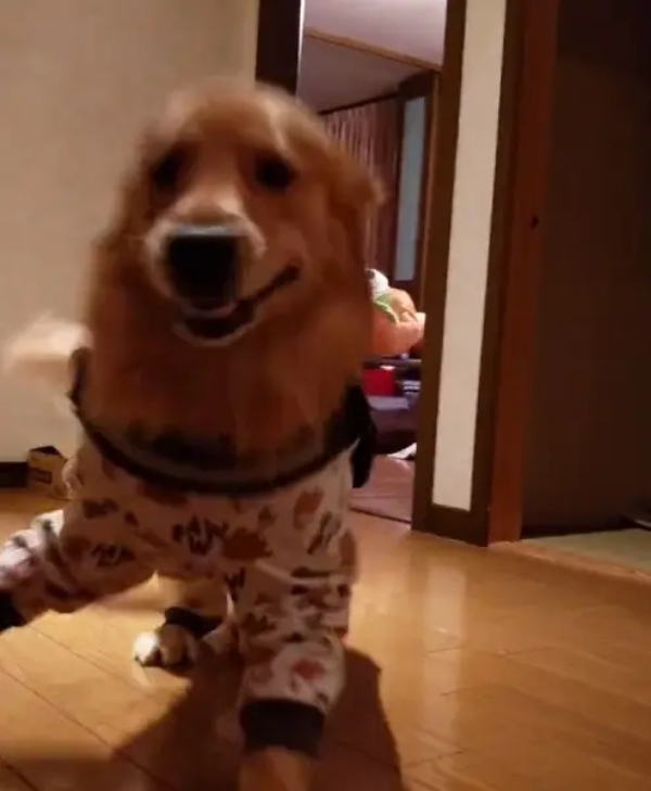 犬好きにはたまらない！ゴールデンレトリバーが画面いっぱい飛びついてくる動画