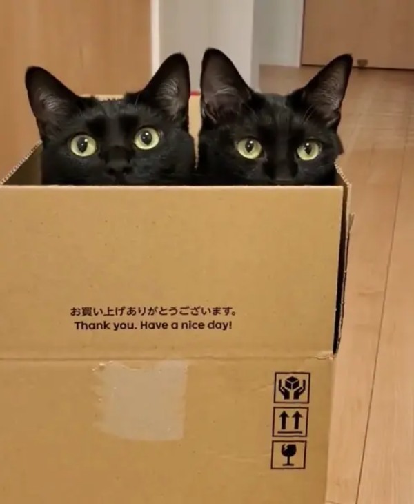 この可愛さは反則級！　箱に並んで入る仲良し黒猫