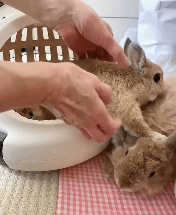 ベッドから出ようとしていた子ウサギ。周りを見ていなかったのか大失態を披露してしまいました・・・。この子がやらかしたこととは？？