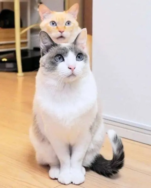 アナタにはどう見える？想像力問われる猫のジャストフィット写真