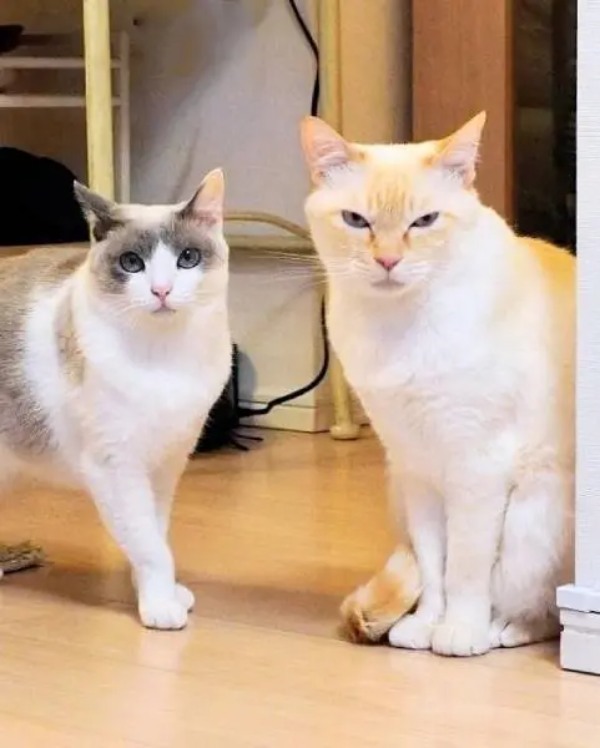 アナタにはどう見える？想像力問われる猫のジャストフィット写真