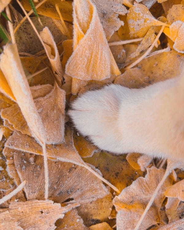 おててだけでも季節を感じる。柴犬がおててを置いているのは霜がかかったイチョウの葉