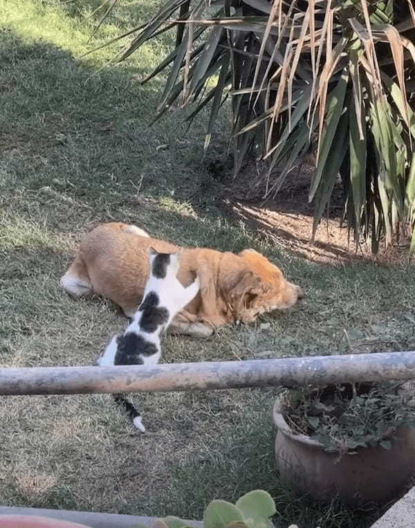 仲の良さがうかがえる。目の見えない犬を猫がもみもみマッサージ！