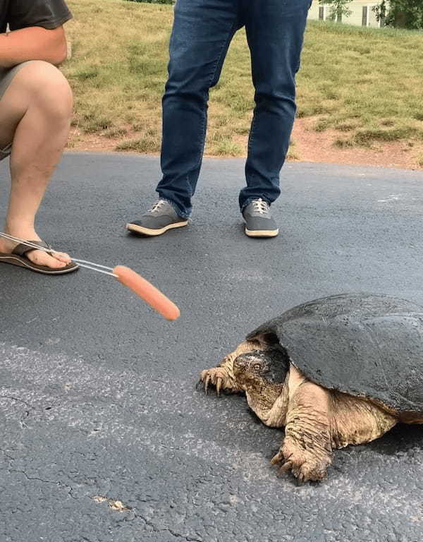 凶暴といわれるカミツキガメにソーセージを差し出してみたら・・。その恐ろしさが分かる衝撃映像が再生数2300万回超え！【アメリカ・動画】