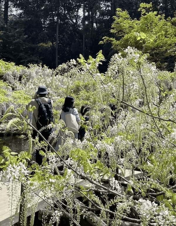 【奈良】春日大社と藤の花