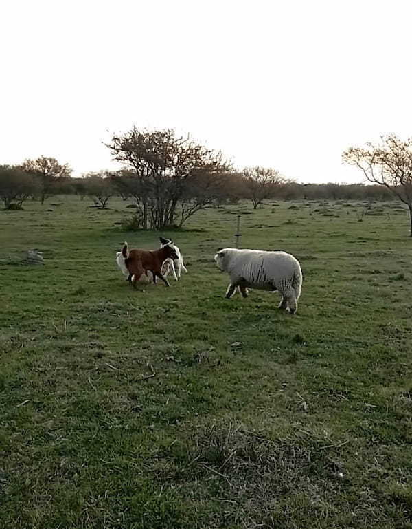 犬たちの中に一頭まじって遊びまわる羊。もしかして、この子は自分のことを犬だと思い込んでいるの・・？？【海外・動画】