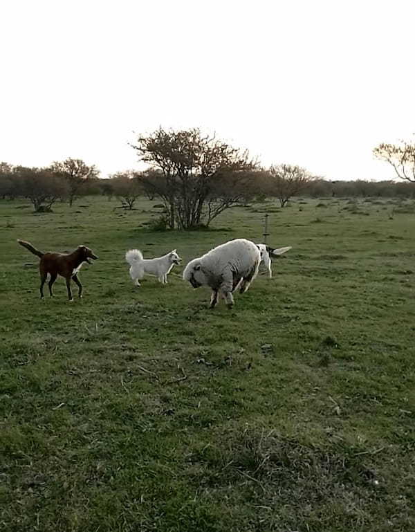 犬たちの中に一頭まじって遊びまわる羊。もしかして、この子は自分のことを犬だと思い込んでいるの・・？？【海外・動画】