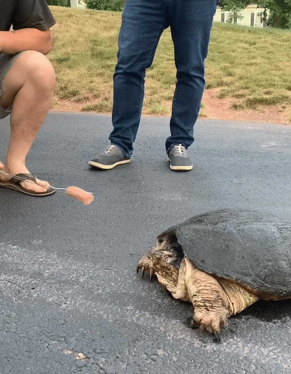 凶暴といわれるカミツキガメにソーセージを差し出してみたら・・。その恐ろしさが分かる衝撃映像が再生数2300万回超え！【アメリカ・動画】