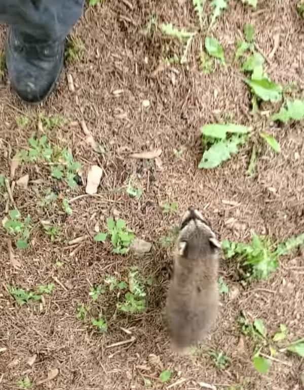 保護してくれた施設のスタッフさんにすっかり懐いたアライグマの赤ちゃんたち。スタッフさんの後をついていき、追いつくと・・【アメリカ・動画】