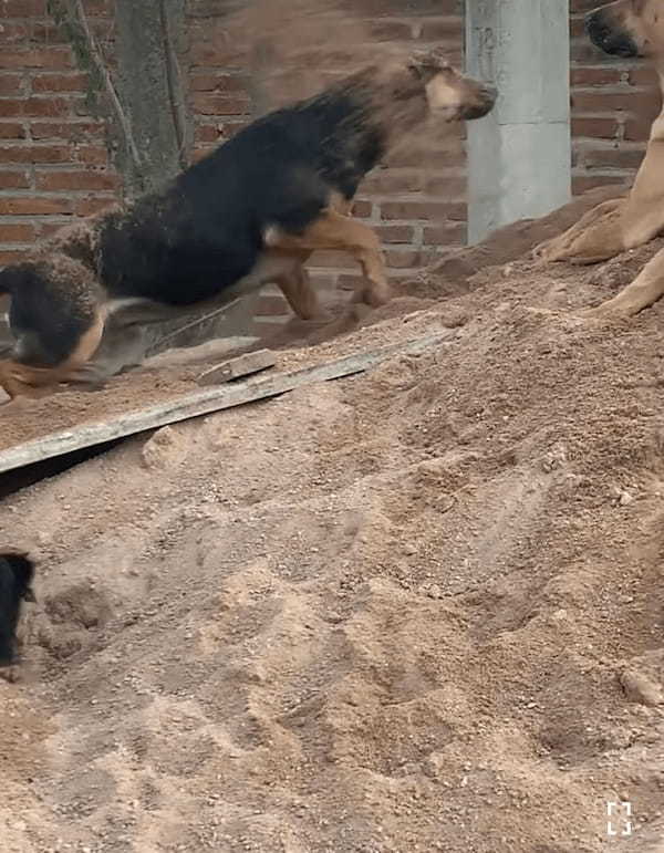 砂場でくつろいでいた犬に降り掛かった悲劇。この子のそばには大はしゃぎで砂遊びをしている子がいた結果・・【海外・動画】