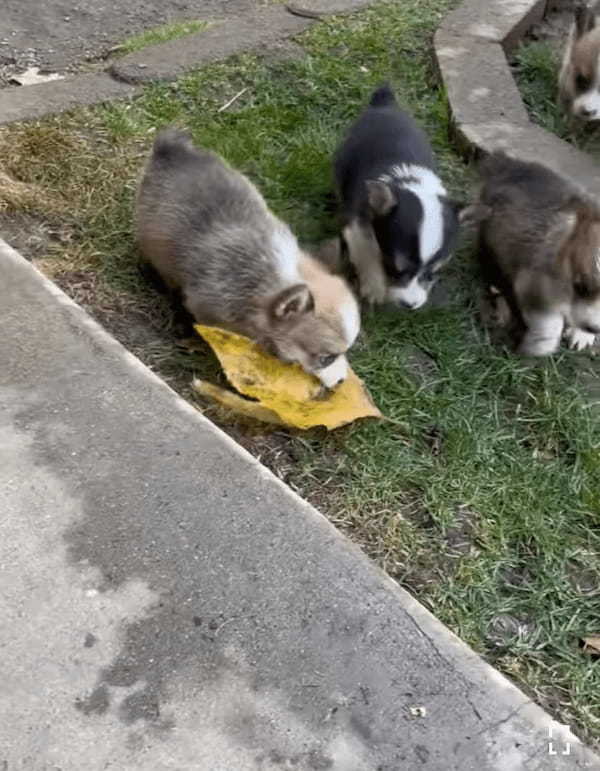 オモチャにしていた葉っぱを巡ってケンカを始めた子犬たち。子供たちが仲良くしていないのを目撃したお母さんが咄嗟に取った行動に感服！！