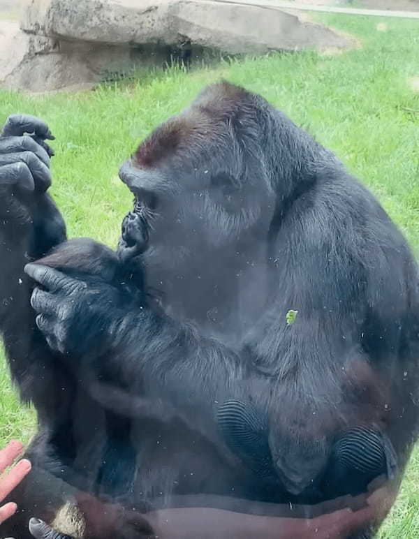 【160万再生突破】「見て、うちの子よ！」動物園でお母さんゴリラが、来園客に自分の赤ちゃんのお披露目してくれました！【海外・動画】