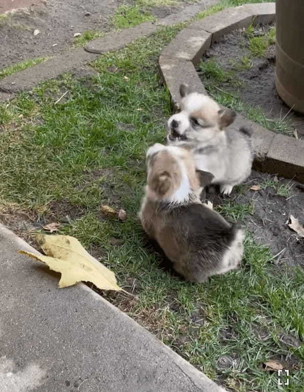 オモチャにしていた葉っぱを巡ってケンカを始めた子犬たち。子供たちが仲良くしていないのを目撃したお母さんが咄嗟に取った行動に感服！！