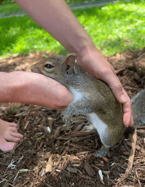 人の手をハンモックにしてくつろぐリス。お腹をなでられたり、ひまわりの種をもらい優雅なリラックスタイムを過ごしています【アメリカ・動画】