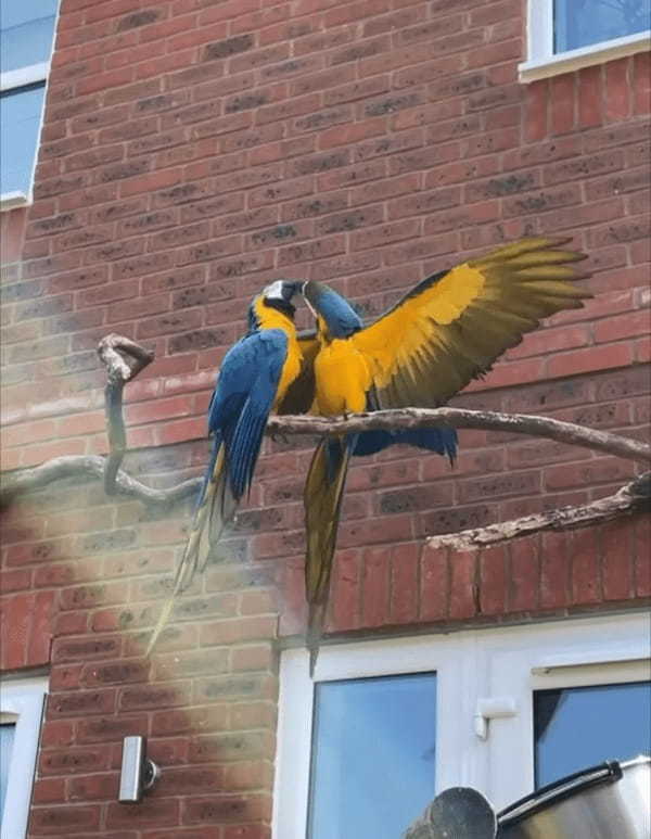 言い争っているような2羽のコンゴウインコ。ケンカでもしているのかと思いきや・・、次の瞬間に見せた光景にビックリ！！【海外・動画】