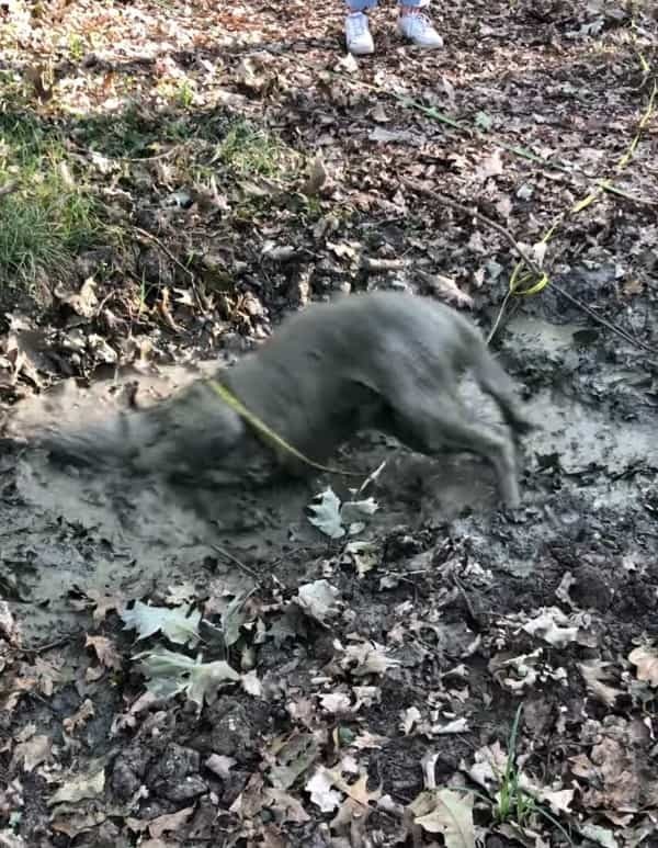 ド派手に泥遊びを楽しむ犬。他の犬も引くほど豪快にはっちゃける姿は、もはや清々しいレベルでした！！【海外・動画】