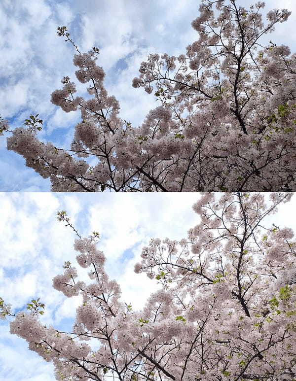 iPhoneで「桜」をきれいに撮る方法 – ちょっとしたコツで周りに差をつける7つのワザ！