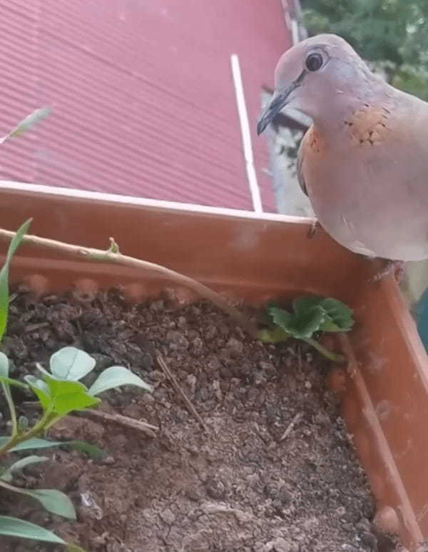 イチゴのプランターに鳩がとまっている！そのプランターの中をよく見るとそこにはかわいいサプライズがありました！！【海外・動画】