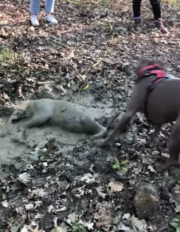 ド派手に泥遊びを楽しむ犬。他の犬も引くほど豪快にはっちゃける姿は、もはや清々しいレベルでした！！【海外・動画】