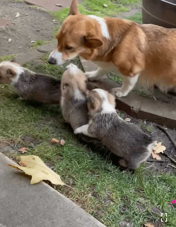 オモチャにしていた葉っぱを巡ってケンカを始めた子犬たち。子供たちが仲良くしていないのを目撃したお母さんが咄嗟に取った行動に感服！！