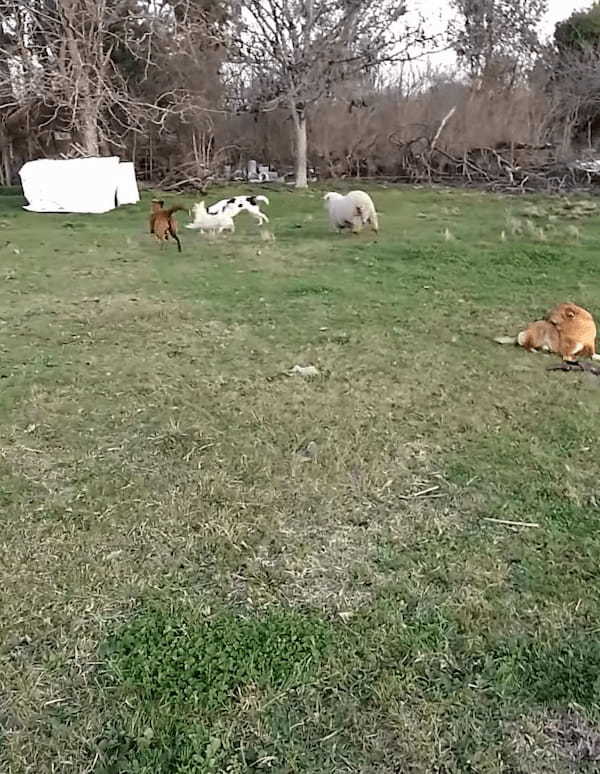 犬たちの中に一頭まじって遊びまわる羊。もしかして、この子は自分のことを犬だと思い込んでいるの・・？？【海外・動画】