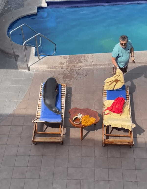 海辺のプールでひと泳ぎしたり、ビーチチェアの上で日光浴を始めるアシカ。この驚きの光景が200万回以上再生されています！！【海外・動画】