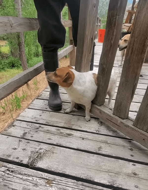 ゲートの間を通って外へ出ようとした犬。ところがこの子、お尻周りの成長が著しかったらしく・・、残念な結果を迎えました【アメリカ・動画】