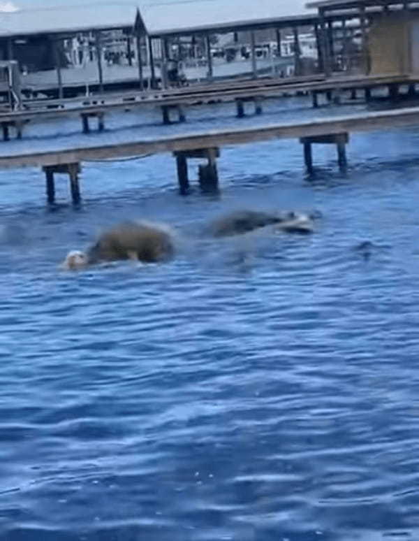 これには愛犬もビックリ！気持ちよさそうに泳いでいる愛犬、その水面下から『ある生き物』たちが飛び出してきました！！【アメリカ・動画】