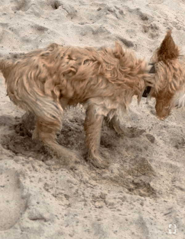 初めての海にはしゃぎすぎたミニチュア・ゴールデン・ドゥードルの子犬。何も知らずに飛び込んだ結果・・・【海外・動画】