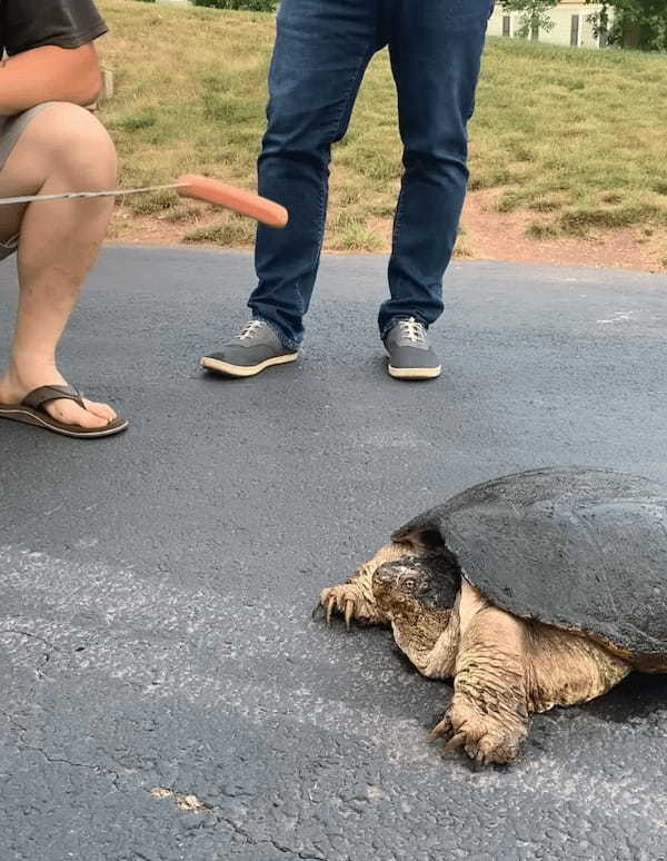 凶暴といわれるカミツキガメにソーセージを差し出してみたら・・。その恐ろしさが分かる衝撃映像が再生数2300万回超え！【アメリカ・動画】