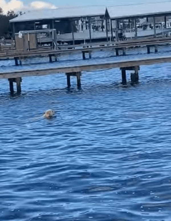 これには愛犬もビックリ！気持ちよさそうに泳いでいる愛犬、その水面下から『ある生き物』たちが飛び出してきました！！【アメリカ・動画】