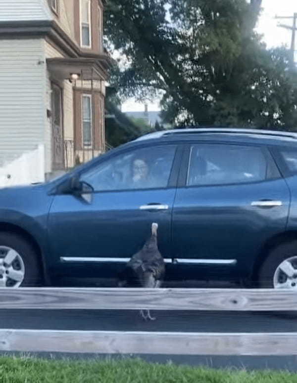 車相手に縄張りを主張する七面鳥。ドライバーの女性は車から降りたいようですが・・、そうはさせません！！【アメリカ・動画】