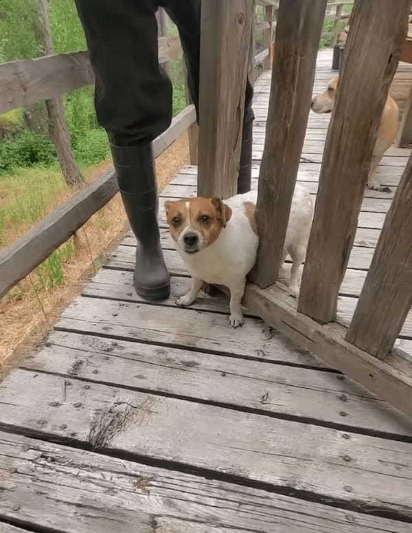 ゲートの間を通って外へ出ようとした犬。ところがこの子、お尻周りの成長が著しかったらしく・・、残念な結果を迎えました【アメリカ・動画】