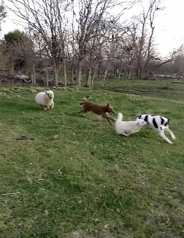 犬たちの中に一頭まじって遊びまわる羊。もしかして、この子は自分のことを犬だと思い込んでいるの・・？？【海外・動画】