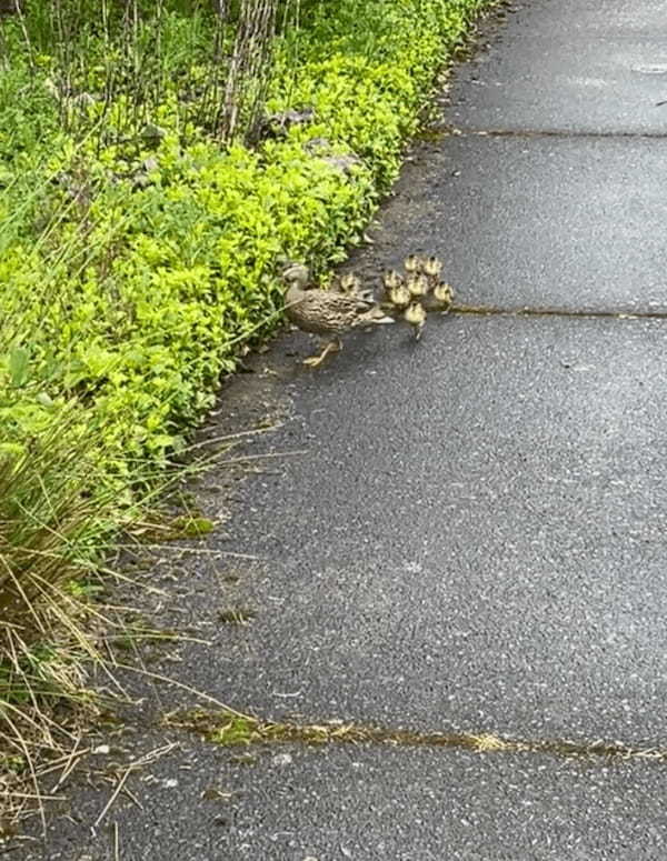 ママが草むらへ入っていってカモのヒナたちはパニック！？慌てて転んでしまう子も！！【アメリカ・動画】