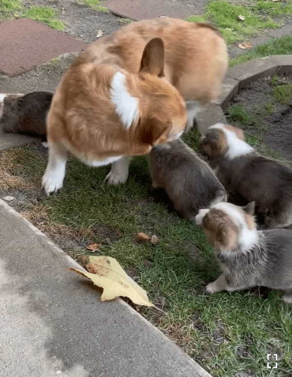 オモチャにしていた葉っぱを巡ってケンカを始めた子犬たち。子供たちが仲良くしていないのを目撃したお母さんが咄嗟に取った行動に感服！！