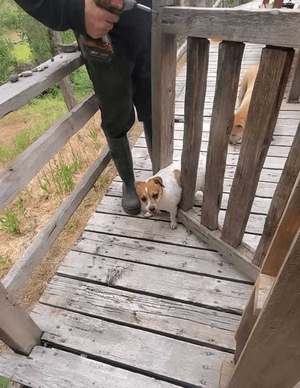 ゲートの間を通って外へ出ようとした犬。ところがこの子、お尻周りの成長が著しかったらしく・・、残念な結果を迎えました【アメリカ・動画】