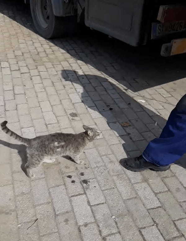 男性の腕からおりたくなかった猫。地面におろされると、愛おしくてたまらない反応を見せました！【海外・動画】