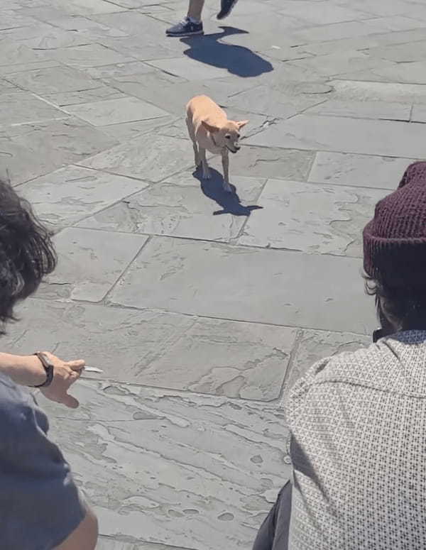 「お気持ちお預かりしますよ」ストリートパフォーマーのお手伝いをする犬。なんとこの子、観客からチップを預かって回っていたのです！！